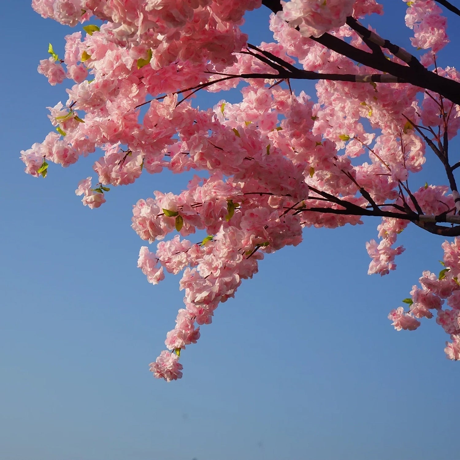Romantic Blossom by Landmark Decor captures vibrant pink cherry blossoms blooming on branches against a clear blue sky, evoking a serene spring scene reminiscent of a bouquet.