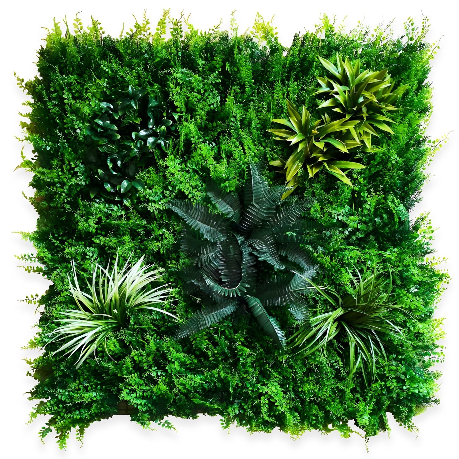 The Landmark Decor Tropical Oasis showcases a vibrant display of lush green plants, featuring Boston Fern fronds in a square frame. Various leaf shades and textures form a dense pattern against the white backdrop.