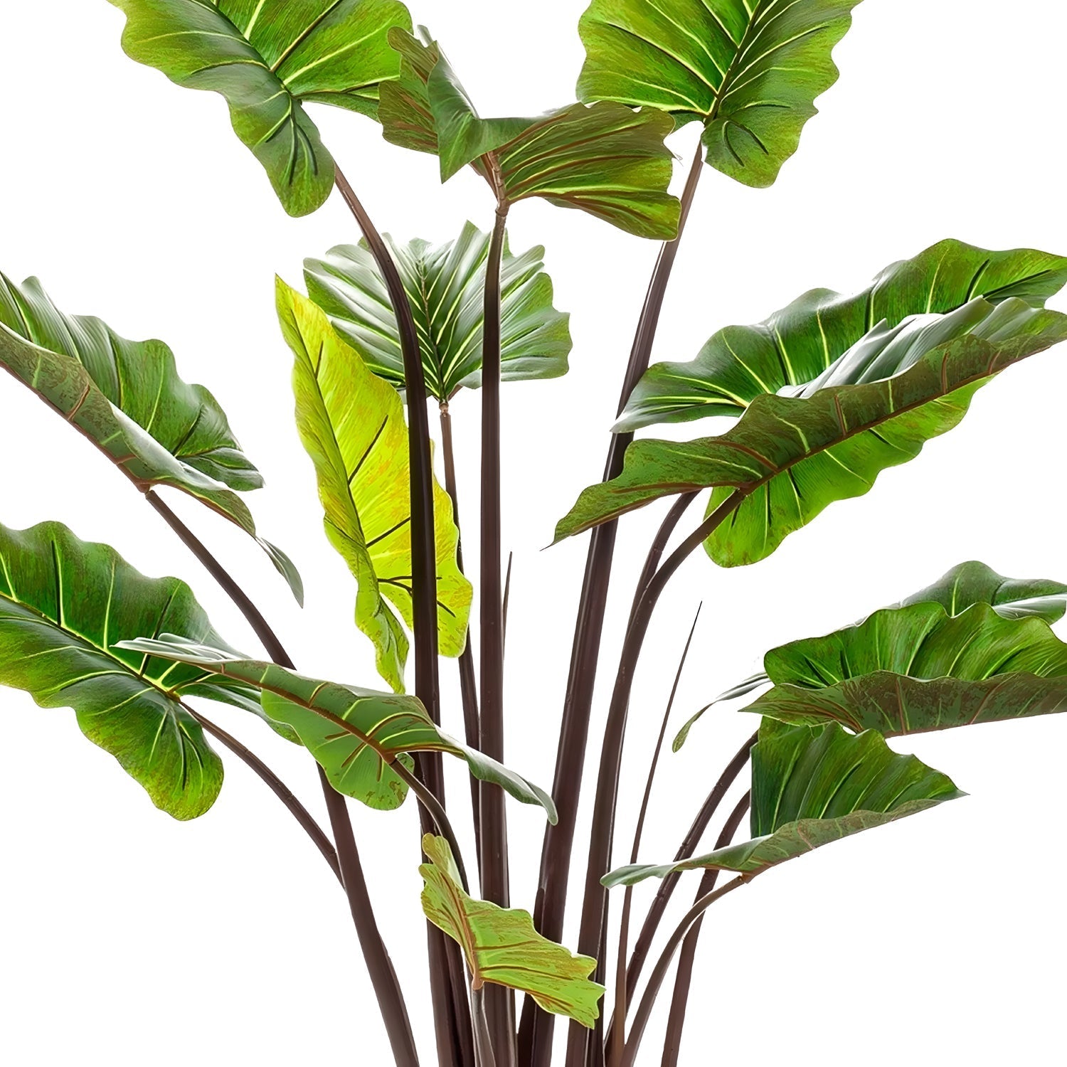 The Rainforest Royalty (Elephant Ear) by Landmark Decor features large, glossy green leaves with prominent veins on slender dark stems. The slightly upward-curving foliage stands out beautifully against a plain white background, highlighting the plant’s elegance and distinction.