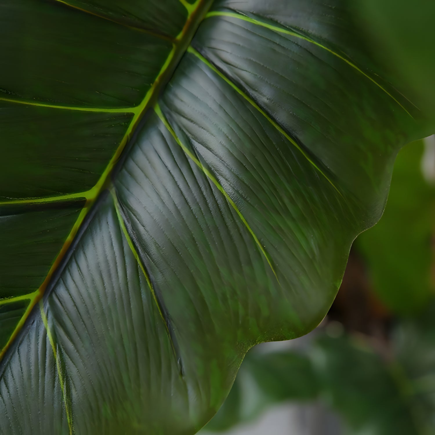 Close-up of Landmark Decors Rainforest Royalty Elephant Ear leaf, highlighting its large, dark green surface with visible veins and glossy texture against a blurred background of lush greenery.