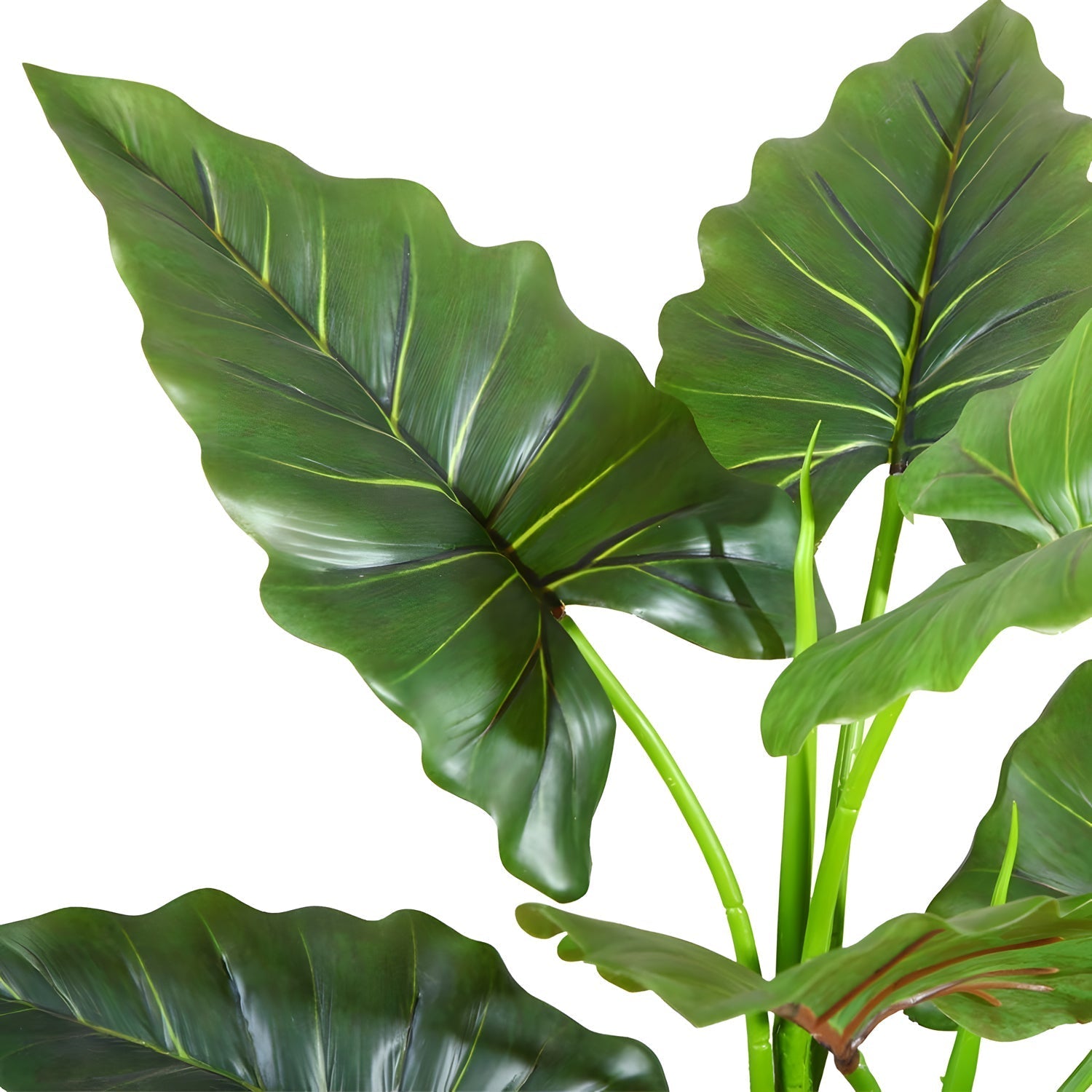 Close-up of vibrant Rainforest Royalty/Elephant Ear leaves by Landmark Decor, featuring prominent veins and glossy surfaces. The wavering edges and light green stems add a lush, fresh appeal, highlighting its striking beauty.