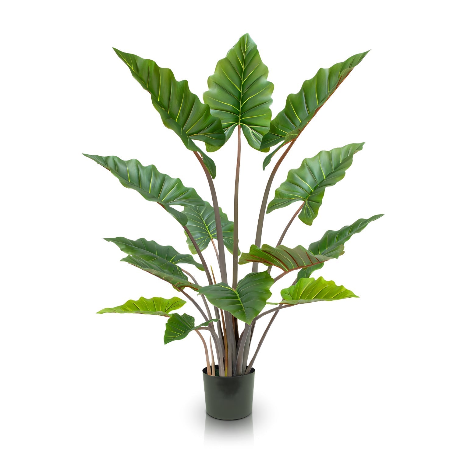 The Landmark Decor Rainforest Royalty Elephant Ear plant boasts lush green, broad leaves highlighted by prominent veins, exuding a verdant elegance against a simple white background.