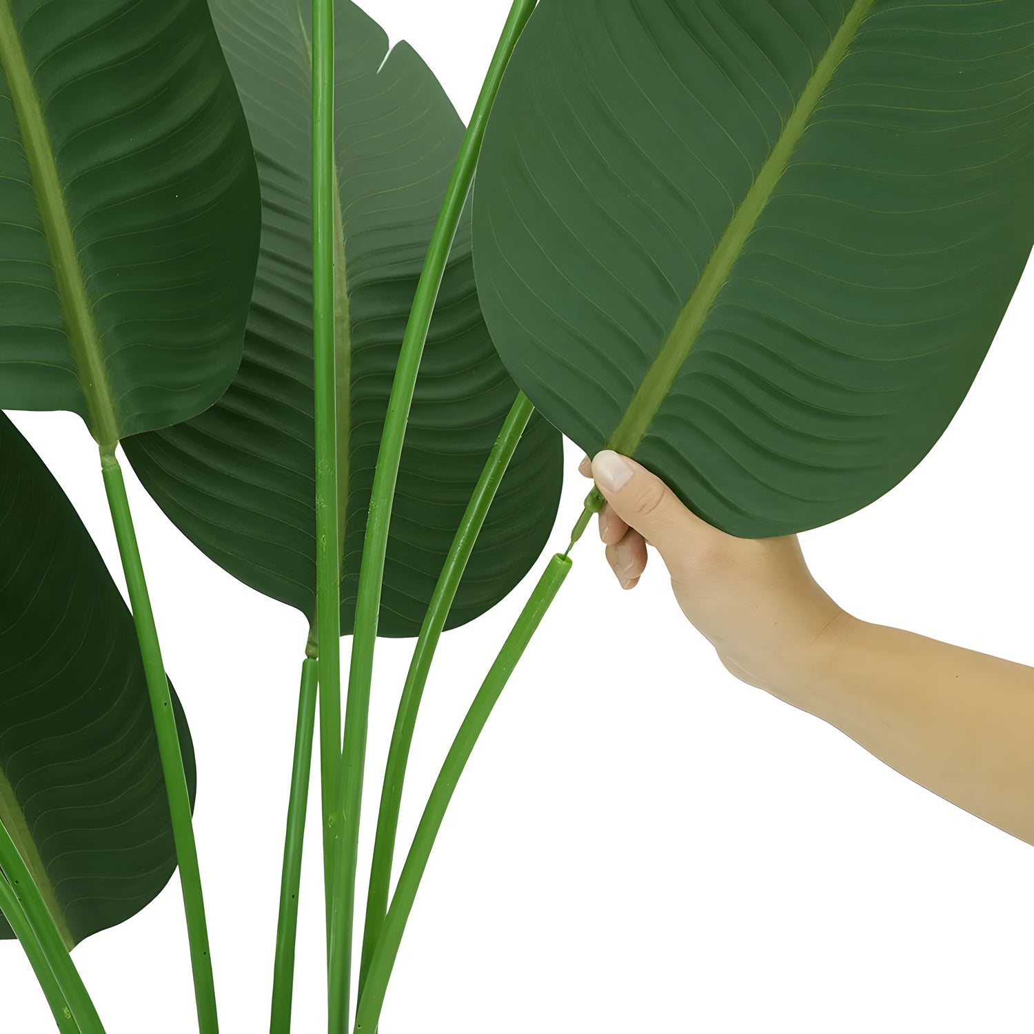 A hand holds the stem of a large, broad green leaf, showcasing the elegance of a Banana Charm plant from Landmark Decor. The vibrant leaf with visible veins is surrounded by similar leaves on tall stems, echoing the natural beauty found in exotic environments.