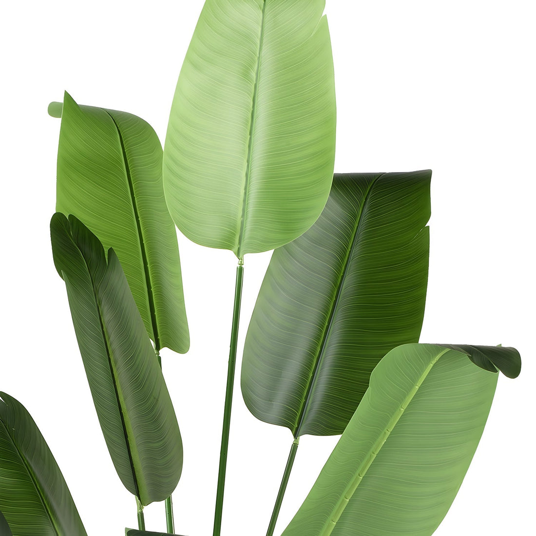 The Island Splendor by Landmark Decor features a cluster of large, vibrant green banana leaves with visible veins and varying shades set against a pure white background.